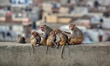 В связи с распространением в мире оспы обезьян в Армении запретили ввоз приматов и грызунов